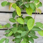 Muchovník kanadský (Amelanchier canadensis) ´LAMARCKII´ – výška 40-60 cm, kont. C5L
